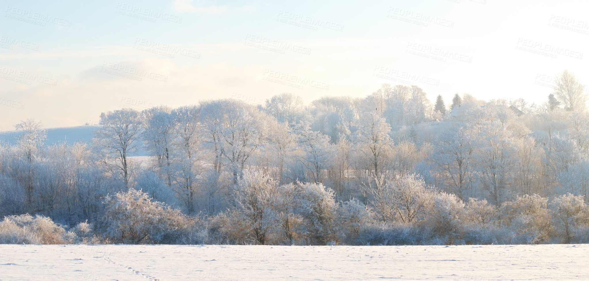 Buy stock photo Nature, sun and trees in landscape, outdoor and clouds in sky of environment, calm and space in forest. Morning, woods and winter in Canada, branches and texture of plants, earth and weather in park