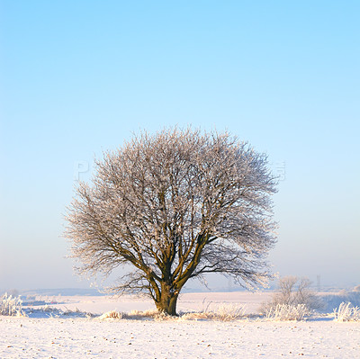 Buy stock photo Tree, winter and landscape with snow in field, environment and frost on ground with ice in park. Background, frozen and cold season in Switzerland countryside, outdoor and chill climate from blizzard