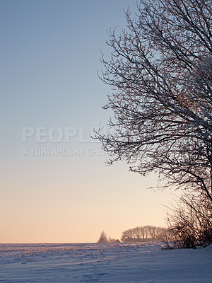 Buy stock photo Tree, winter and frozen lake with snow at sunrise, environment and frost on ground with ice in park. Background, cold season and sky in Switzerland countryside, outdoor and chill climate in nature