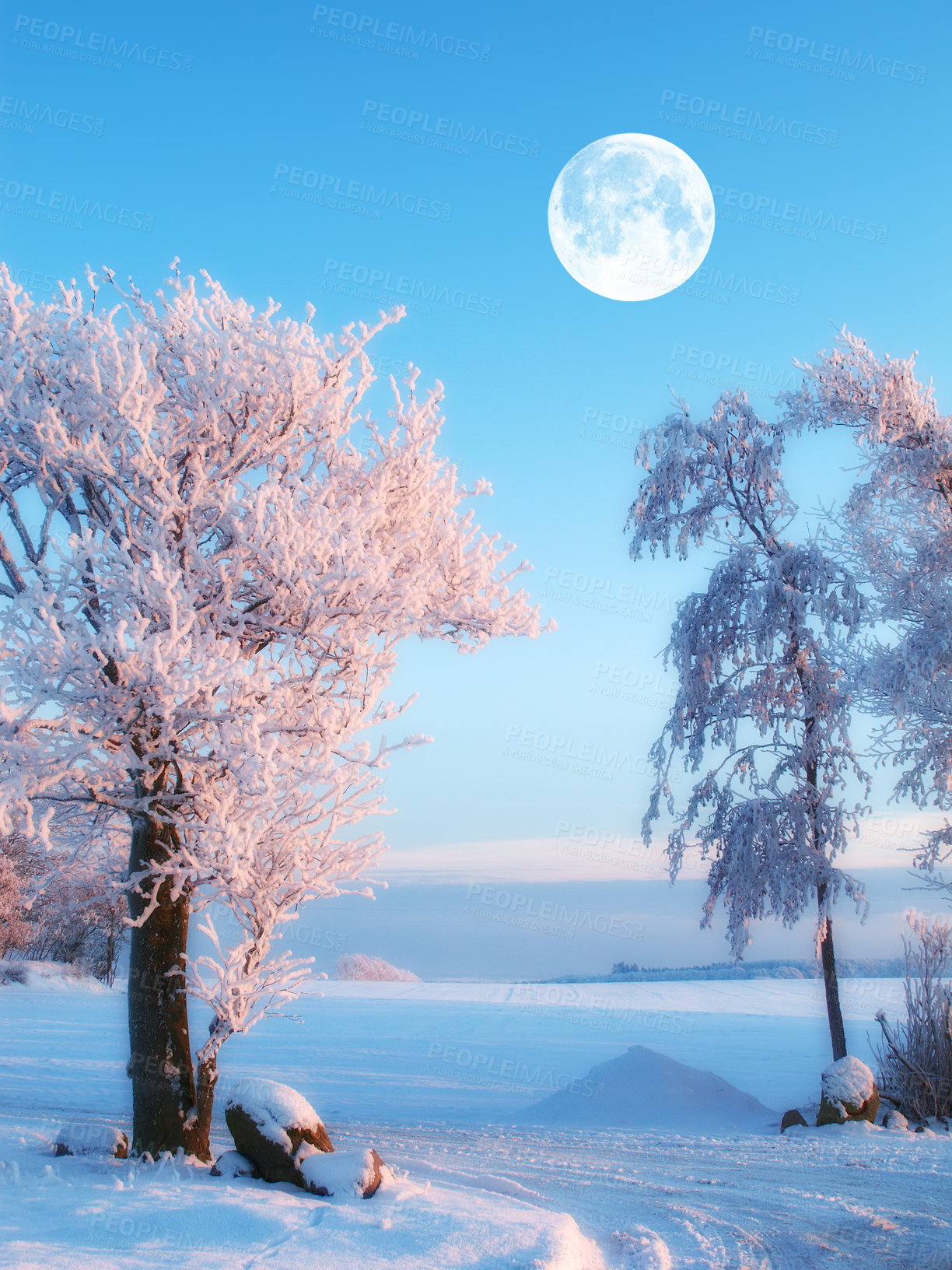 Buy stock photo Trees, moon and winter snow in outdoor, woods and plants for peace or calm nature for ecology. Night sky, countryside and frost on cold weather vacation, holiday and serene park or travel aesthetic