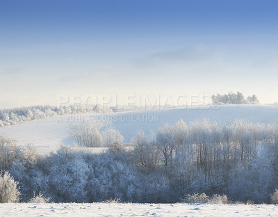 Buy stock photo Nature, snow and trees in landscape, morning and clouds in sky outdoor, calm and space in forest. Environment, woods and winter in Canada, branches and texture of plants, earth and weather of ice