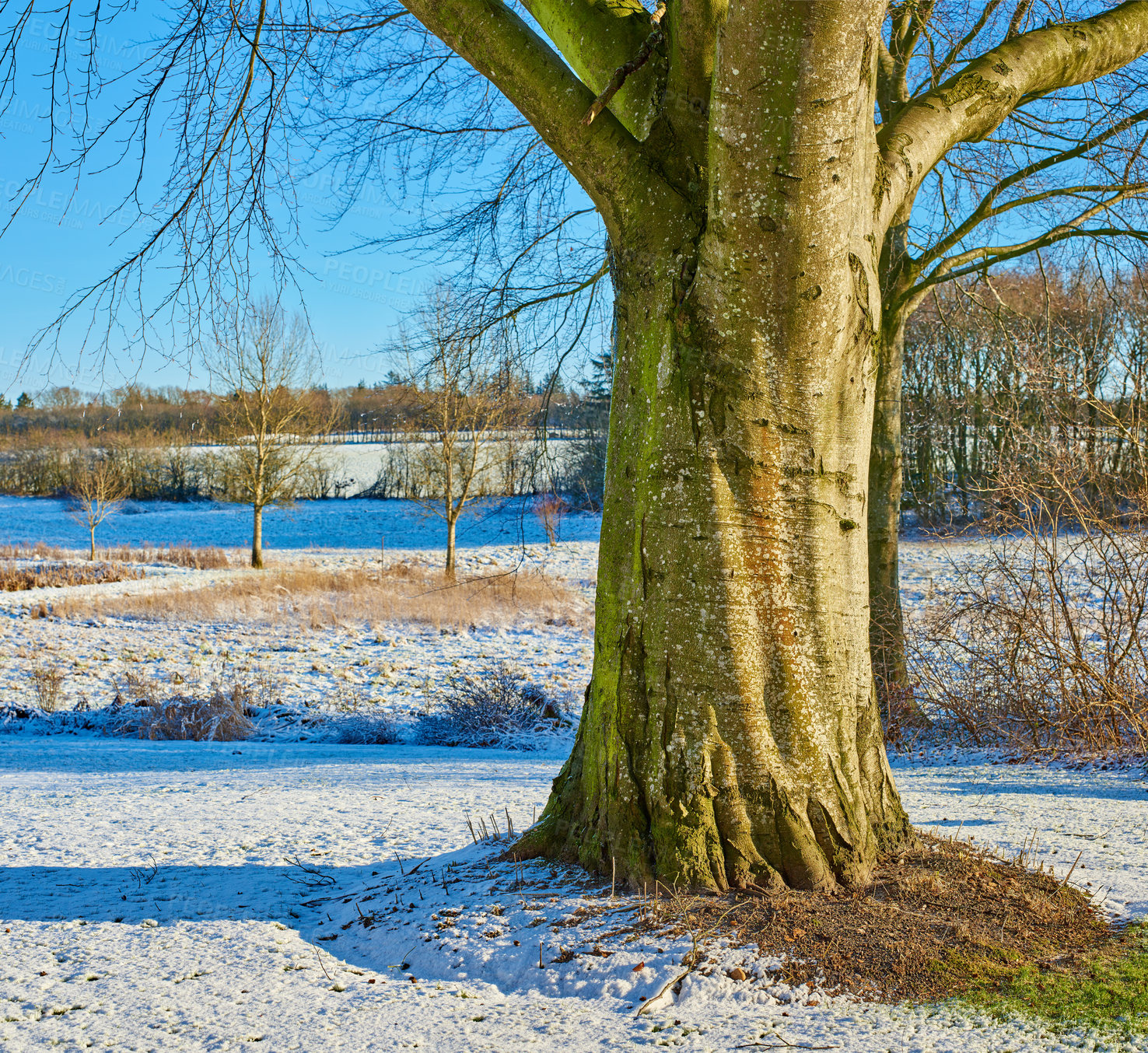 Buy stock photo Winter, trees and nature with plants, environment and flora with vacation, travel and wallpaper. Empty, bark and cold with snow, habitat and landscape with holiday, journey and forest with sunshine