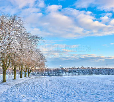 Buy stock photo Trees, field and snow during winter in Alaska with nature, environment and plants for ecosystem. Calm, ice and woods in cold weather for landscape, countryside and grass in Christmas with sky