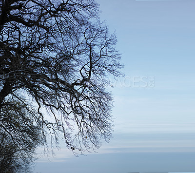 Buy stock photo Winter, trees and sky outdoor in nature, countryside or abstract texture in Switzerland. Environment, forest and branch in woods at park for travel, holiday and vacation on mockup space background