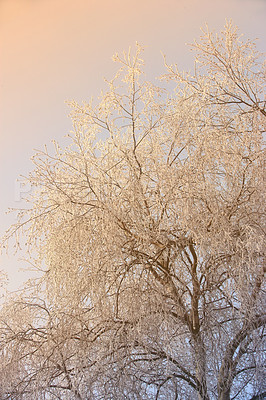 Buy stock photo Frozen, trees and snow with sunrise, winter and landscape for Denmark nature background. Environment, sunshine and rural chill for christmas holiday, tranquil frost and peaceful ice oak with serenity