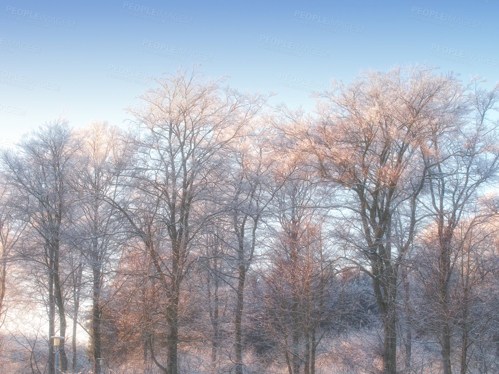 Buy stock photo Background, snow and winter with trees of environment for cold season or weather in natural ecosystem. Ice, earth and nature with forest outdoor on blue sky for ecology, growth or sustainability