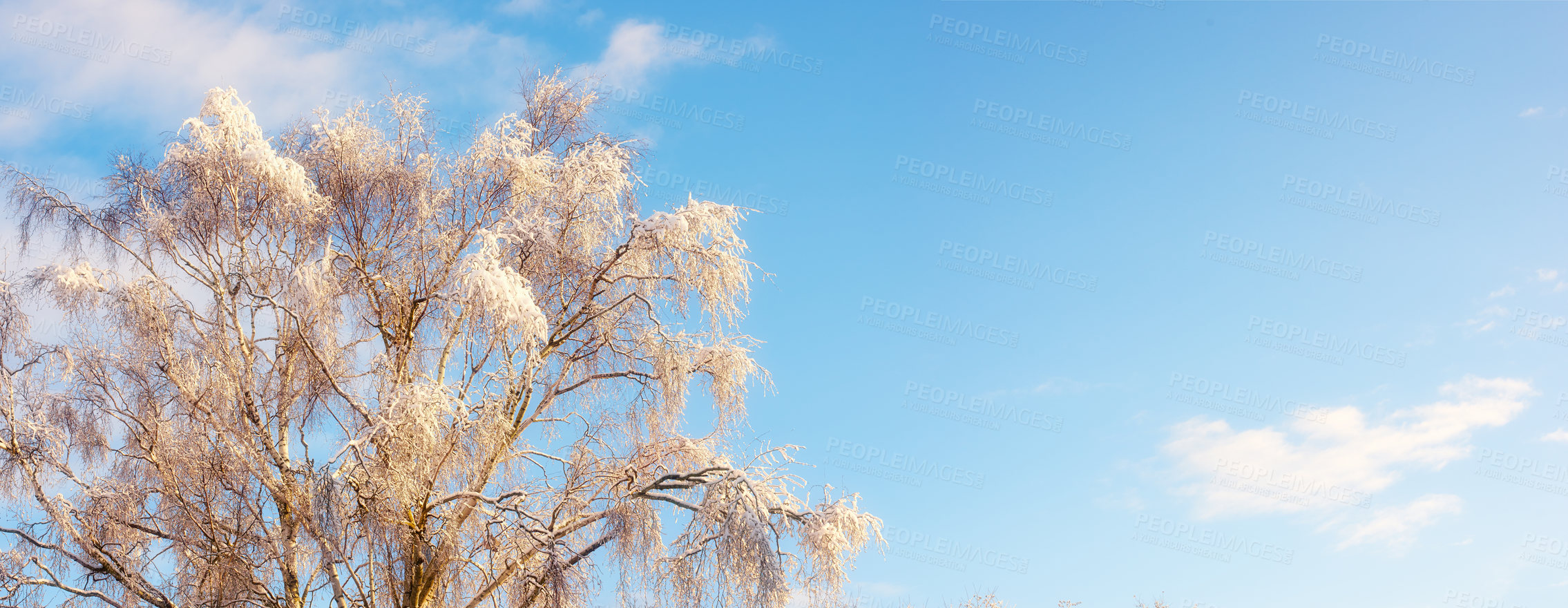 Buy stock photo Trees, woods and winter snow in park, blue sky and plants for peace or calm nature for ecology. Branches, countryside and frost on cold weather vacation, holiday and mockup space or travel aesthetic