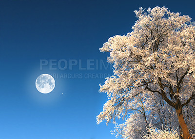 Buy stock photo Snow, tree and moon with scenic, winter or wallpaper for Denmark nature background. Environment, night sky and rural chill for christmas holiday, tranquil frost and peaceful ice oak for serenity