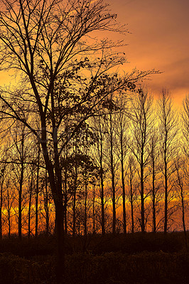 Buy stock photo Silhouette, trees and sunset at forest outdoor in nature, countryside or landscape field with sky in Norway. Winter environment, woods or shadow in park for travel, holiday or vacation on background