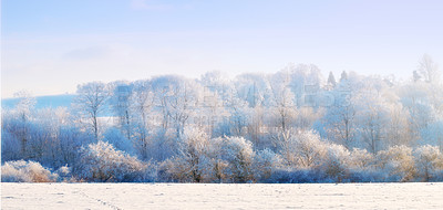 Buy stock photo Snow, trees and landscape with forest, winter or wallpaper for Denmark nature background. Environment, blue sky and rural chill for christmas holiday, tranquil frost and peaceful ice oak for serenity