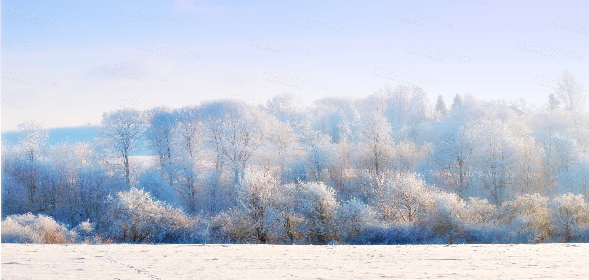 Buy stock photo Snow, trees and landscape with forest, winter or wallpaper for Denmark nature background. Environment, blue sky and rural chill for christmas holiday, tranquil frost and peaceful ice oak for serenity