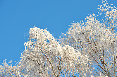 Buy stock photo Winter, trees and snow on blue sky for weather and environment with empty nature background. Ice on leaves and cold or holiday season for calendar art or wallpaper with texture outdoor and mockup