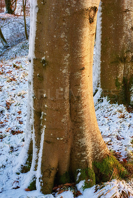 Buy stock photo Tree, snow and sunrise in Norway with ice, cold and frost on ground and no people. Winter, forest and morning in countryside for aesthetic, calm or serenity in nature for growth, renewal and scenery