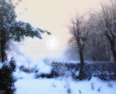 Buy stock photo Nature, snow and trees outdoor, weather and clouds in sky of environment, calm and space in forest. Morning, woods and winter in Canada, branches and texture of plants, earth and ice on landscape