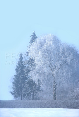 Buy stock photo Sky, field and snow on trees for winter season, nature wallpaper and Christmas holiday calendar. Pine tree, forest and frozen environment in countryside with ice for peace and vacation in Switzerland