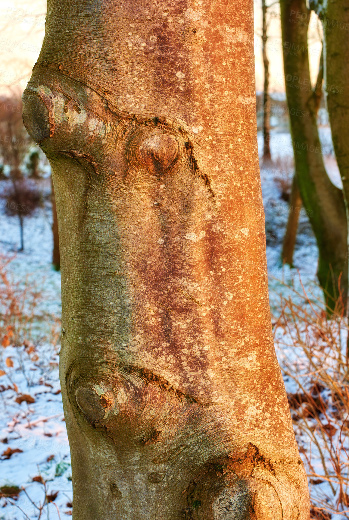 Buy stock photo Tree, trunk and nature with sunrise in winter for environment, background and background of earth. Snow, season and texture of bark on wood for cold weather, ecosystem and peace in field of Alaska