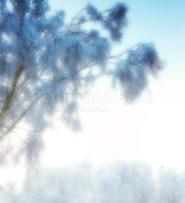 Buy stock photo Snow, fog and landscape with scenic, winter or wallpaper for Denmark nature background. Environment, blue sky and rural chill for christmas holiday, tranquil frost and peaceful ice oak for serenity