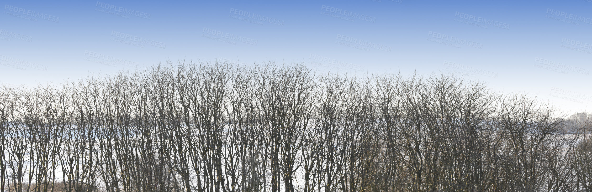 Buy stock photo Snow, forest and landscape with scenic, winter or wallpaper for Denmark nature background. Environment, blue sky or rural chill for christmas holiday, tranquil frost and peaceful ice oak for serenity