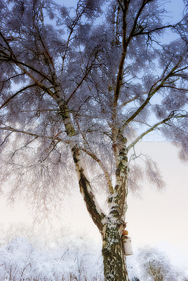 Buy stock photo Vertical, oak tree and snow in winter for scenic in landscape for wallpaper in beautiful nature. Blue sky, outside and peaceful with sunset or quiet, weather and branches with Christmas in America.