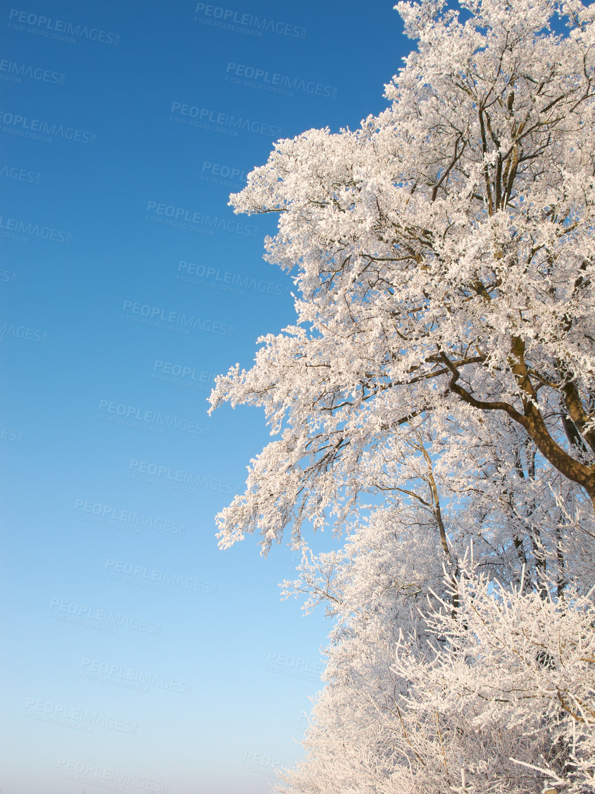 Buy stock photo Wallpaper, trees and sky with snow at forest in winter, cold weather and Christmas season in Germany. Countryside, freezing and nature with climate change in woods with ice for travel and holiday