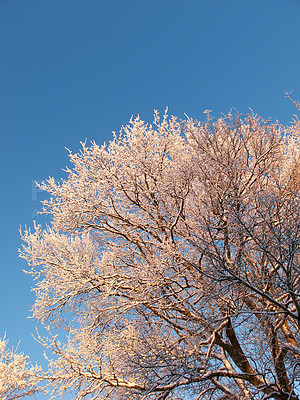 Buy stock photo Tree, winter and landscape with snow in field, environment and frost on ground with ice in park. Background, frozen and cold season in Switzerland countryside, outdoor and chill climate from below