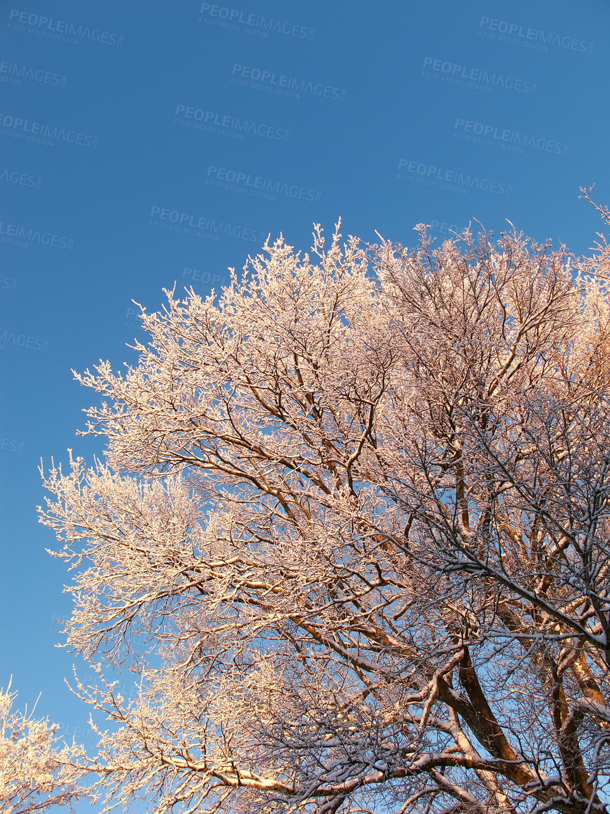 Buy stock photo Tree, winter and landscape with snow in field, environment and frost on ground with ice in park. Background, frozen and cold season in Switzerland countryside, outdoor and chill climate from below