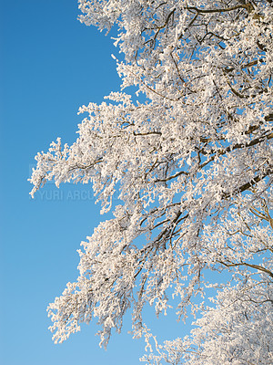 Buy stock photo Wallpaper, tree and sky with snow at forest in winter, cold weather and Christmas season in Germany. Countryside, freezing and nature with climate change in woods with ice for travel and holiday