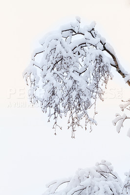 Buy stock photo White, branch and snow on trees for winter season with Christmas holiday calendar and nature wallpaper. Oak tree, sun and frozen environment in forest with ice for peace and vacation in Switzerland