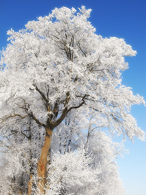 Buy stock photo Low angle view of snow covered trees isolated against blue sky in the day. Below view of ice capped and frosted tree branches in cold winter. Global warming and climate change, frozen season nature