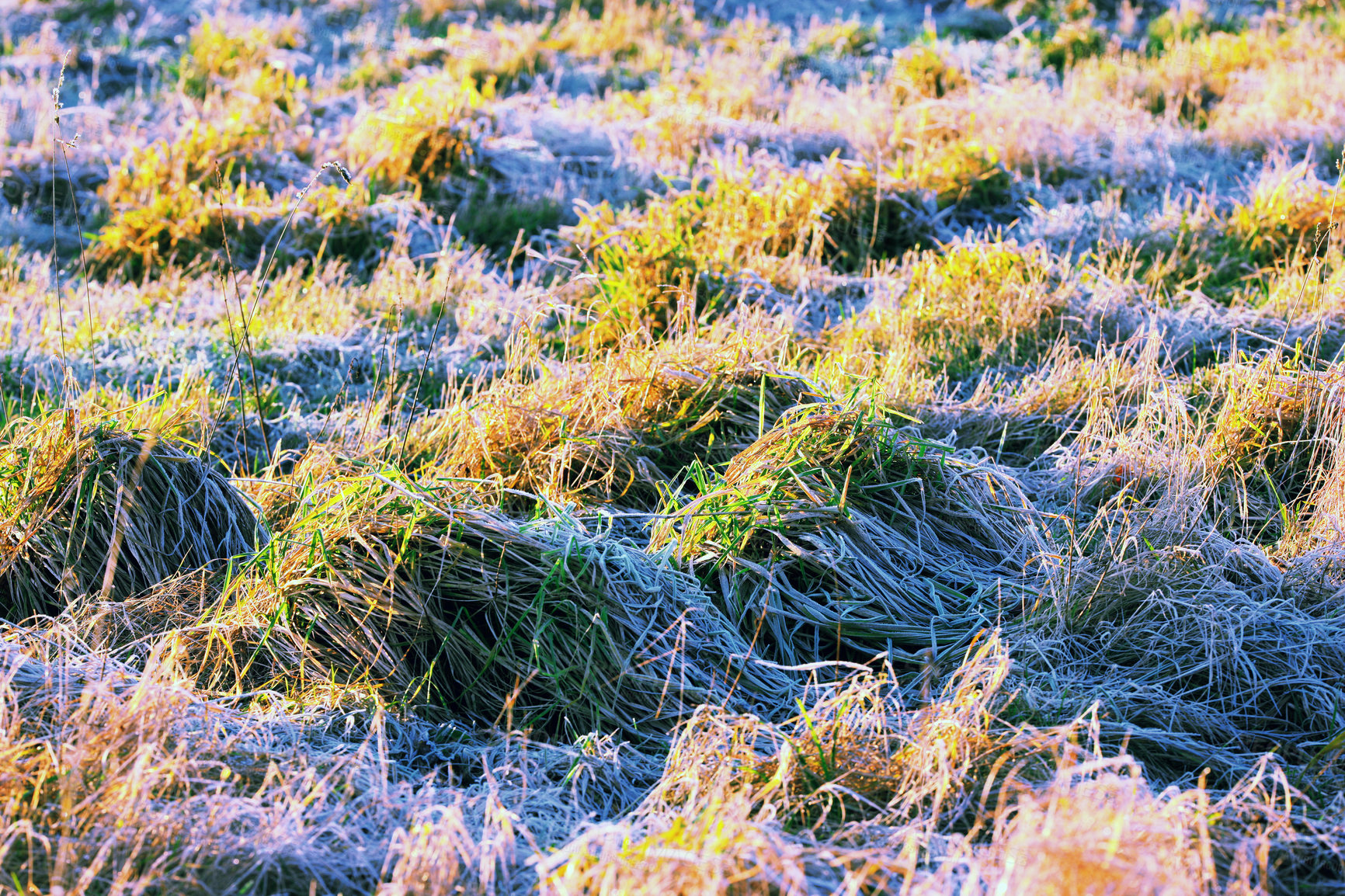 Buy stock photo Closeup of overgrown green grass growing on a marsh or swamp in Norway. Textured background of an uncultivated bog and wetland in a remote area. Wild plant life creeping and covering a damp ground