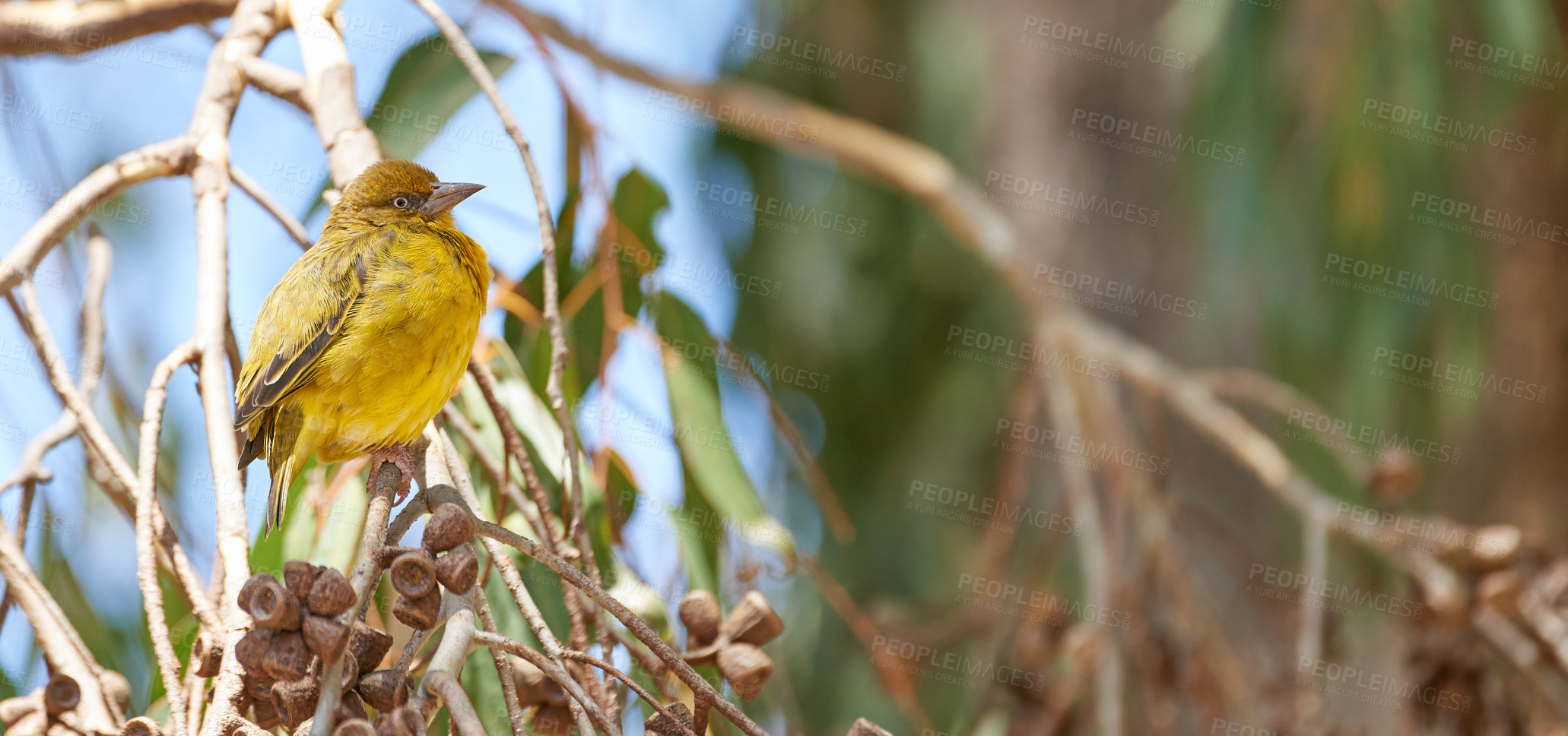 Buy stock photo Safari, bird and tree in summer nature with Cape Weaver in forest, habitat and environment. Natural, biodiversity and indigenous animal on branch with leaves to nest in jungle, ecology or bush