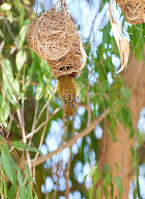 Buy stock photo Bird, nest and tree or safari environment of Cape Weaver in forest, habitat and ecology of nature. Natural, biodiversity and indigenous animal burrow on branch with leaves to shelter in jungle