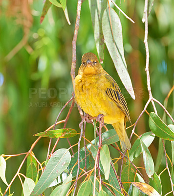 Buy stock photo Safari, bird and Cape Weaver in tree with environment, nature and ecology of forest habitat. Natural, biodiversity and indigenous animal with wings on branch to nest in South Africa jungle or bush