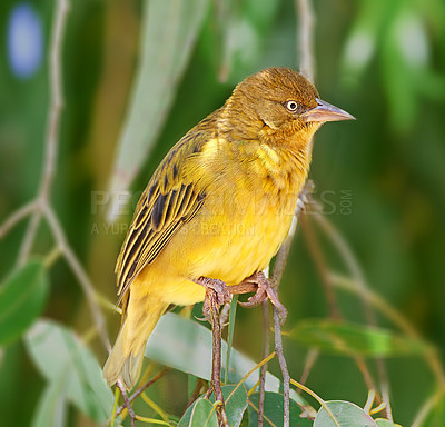 Buy stock photo Closeup, bird and tree in safari nature with Cape Weaver in forest, habitat and environment ecology. Natural, biodiversity and indigenous animal with wings on branch or leaves to nest in jungle bush
