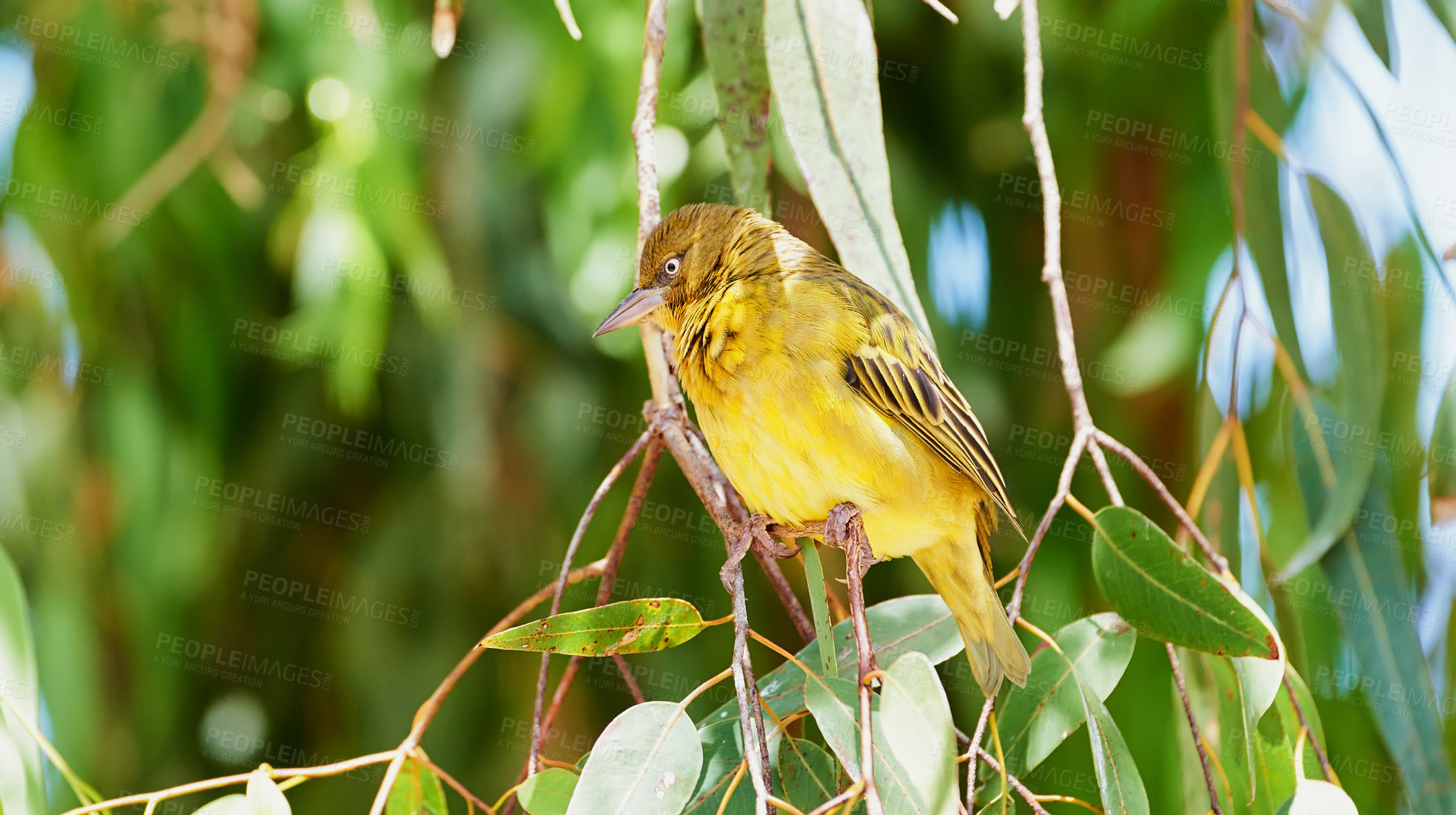 Buy stock photo Tree, bird and safari environment or nature with Cape Weaver in forest, habitat and ecology. Natural, biodiversity and indigenous animal with wings on branch and leaves to nest in jungle or bush