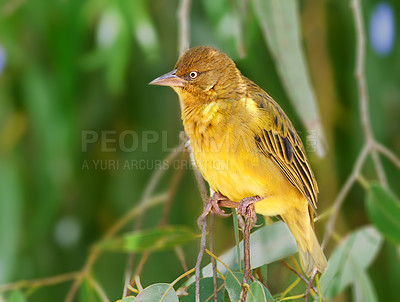 Buy stock photo Bird, closeup and tree in safari nature with Cape Weaver in forest, habitat and environment ecology. Natural, biodiversity and indigenous animal with wings on branch or leaves to nest in jungle bush