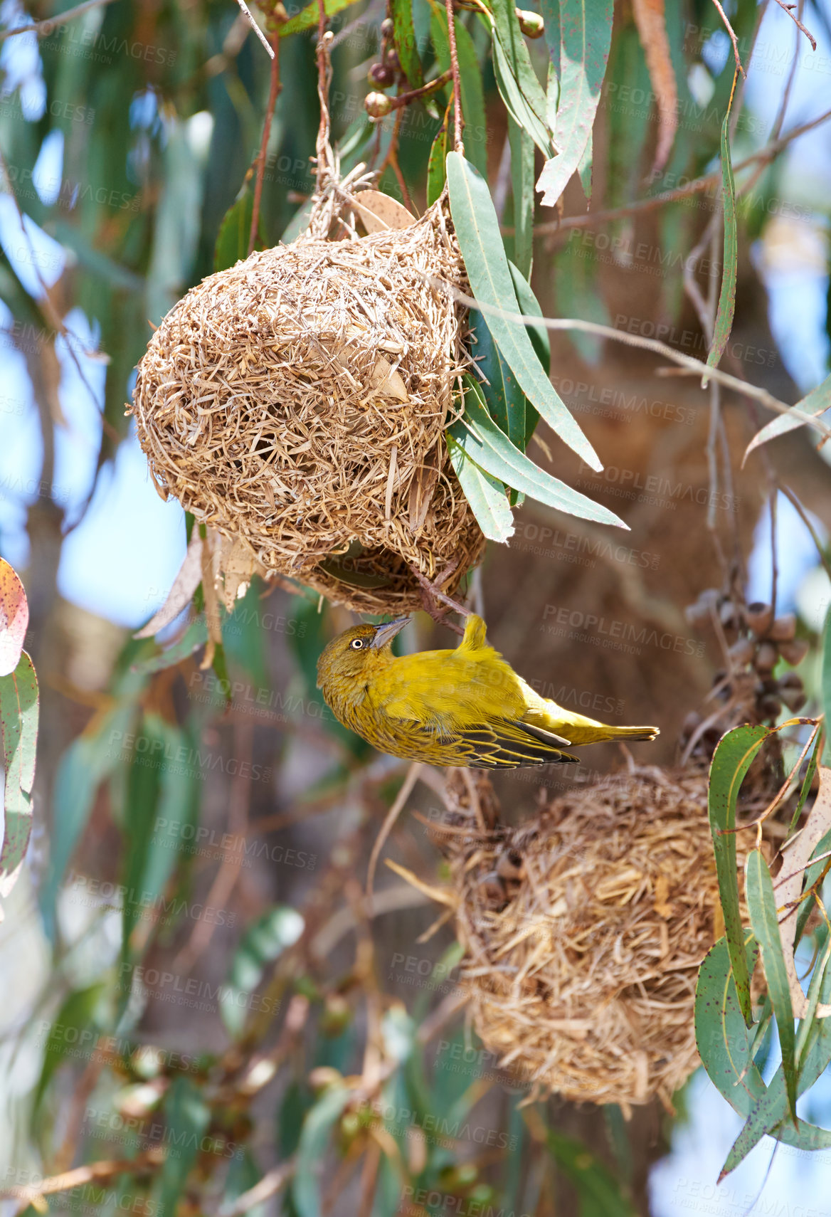 Buy stock photo Bird, nature and nest in tree or environment of Cape Weaver in forest, habitat and ecology. Natural, biodiversity and indigenous animal burrow on branch with leaves to shelter in jungle with safety