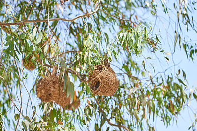 Buy stock photo Safari, bird and nest in tree or environment of forest habitat and nature ecology with sky in summer. Natural, biodiversity and indigenous plants with burrow on branch or leaves as shelter in jungle