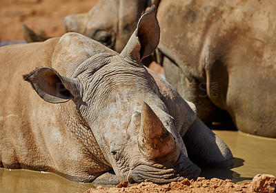 Buy stock photo A white Rhinos (Ceratotherium simum) in natural habitat, South Africa
