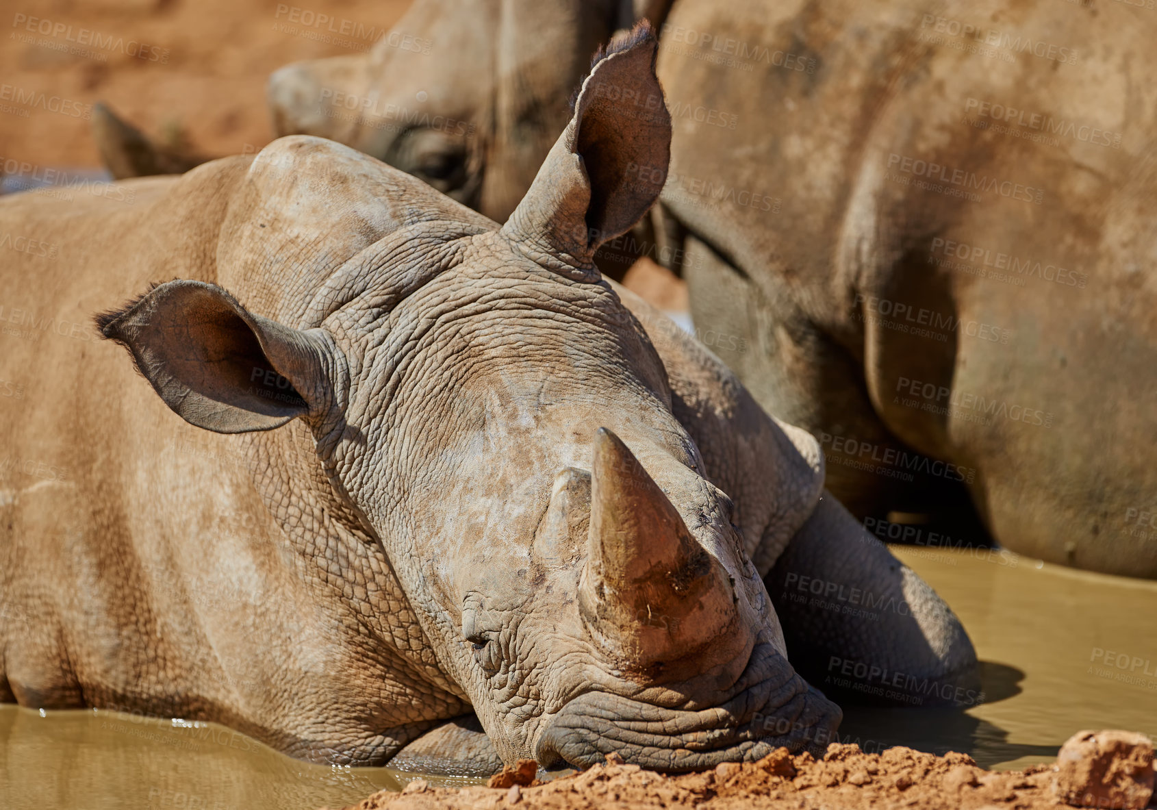 Buy stock photo Rhino, relax and water in natural habitat in African national park, wildlife and waterhole in nature for hydration. White rhinoceros, herbivore animal and targeted by poachers for 
indigenous horns.