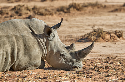 Buy stock photo Rhino, sunshine and animal with horn for safari holiday, outdoor habitat and vacation travel with adventure. White rhinoceros, game park and indigenous for trophy hunting and poaching in South Africa