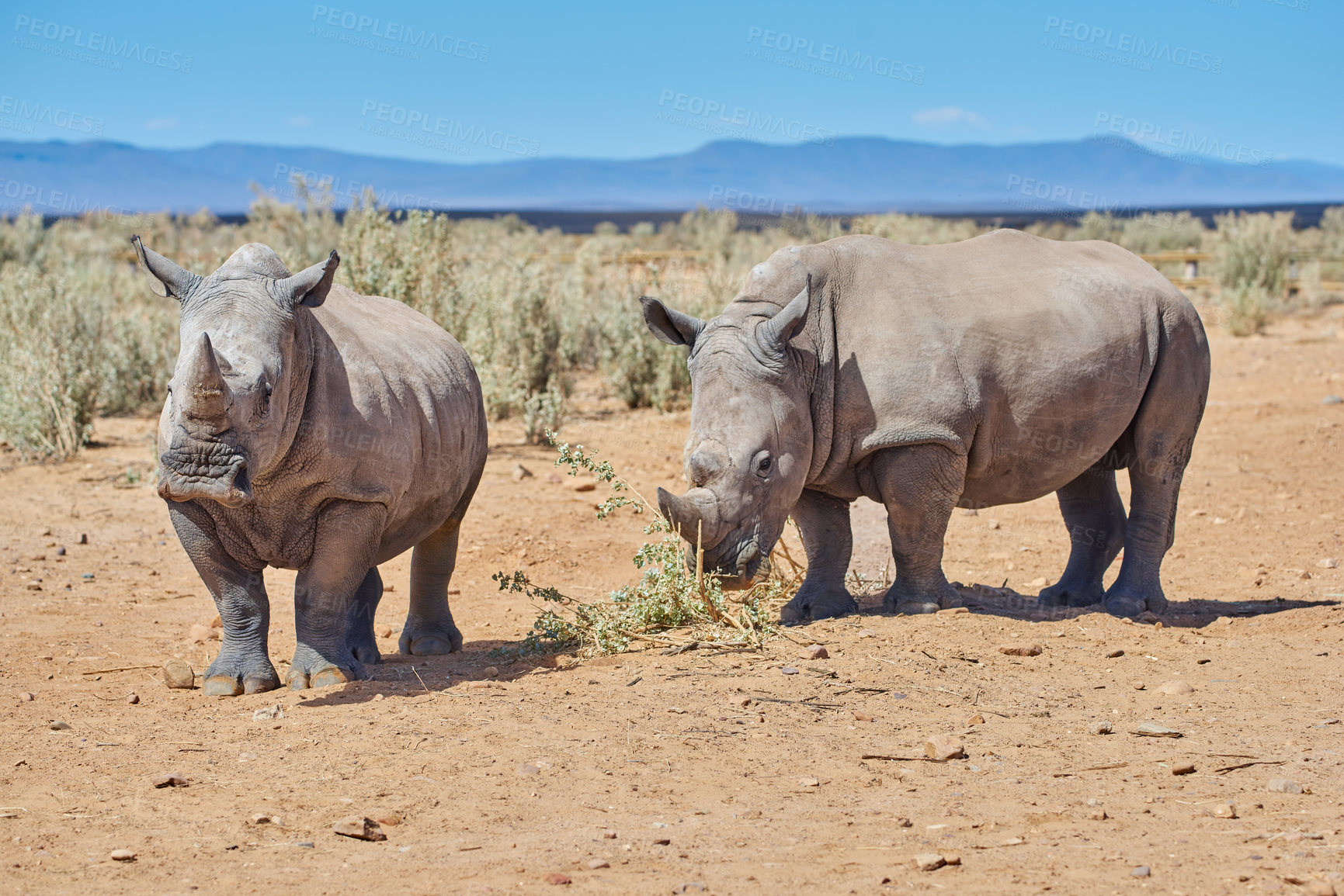Buy stock photo Field, grass and Rhinoceros in nature with freedom, walking or eating in natural environment, plant or organic diet. Safari, wildlife and crash of white Rhino in Namibia habitat for poaching safety
