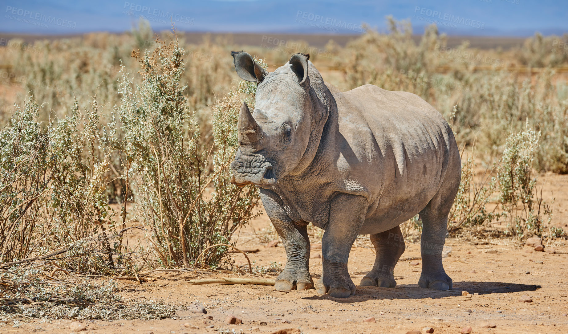 Buy stock photo Rhino, walking and safari in natural habitat in African national park, wildlife and environment in outdoor nature . White rhinoceros, herbivore animal and targeted by poachers for indigenous horns.