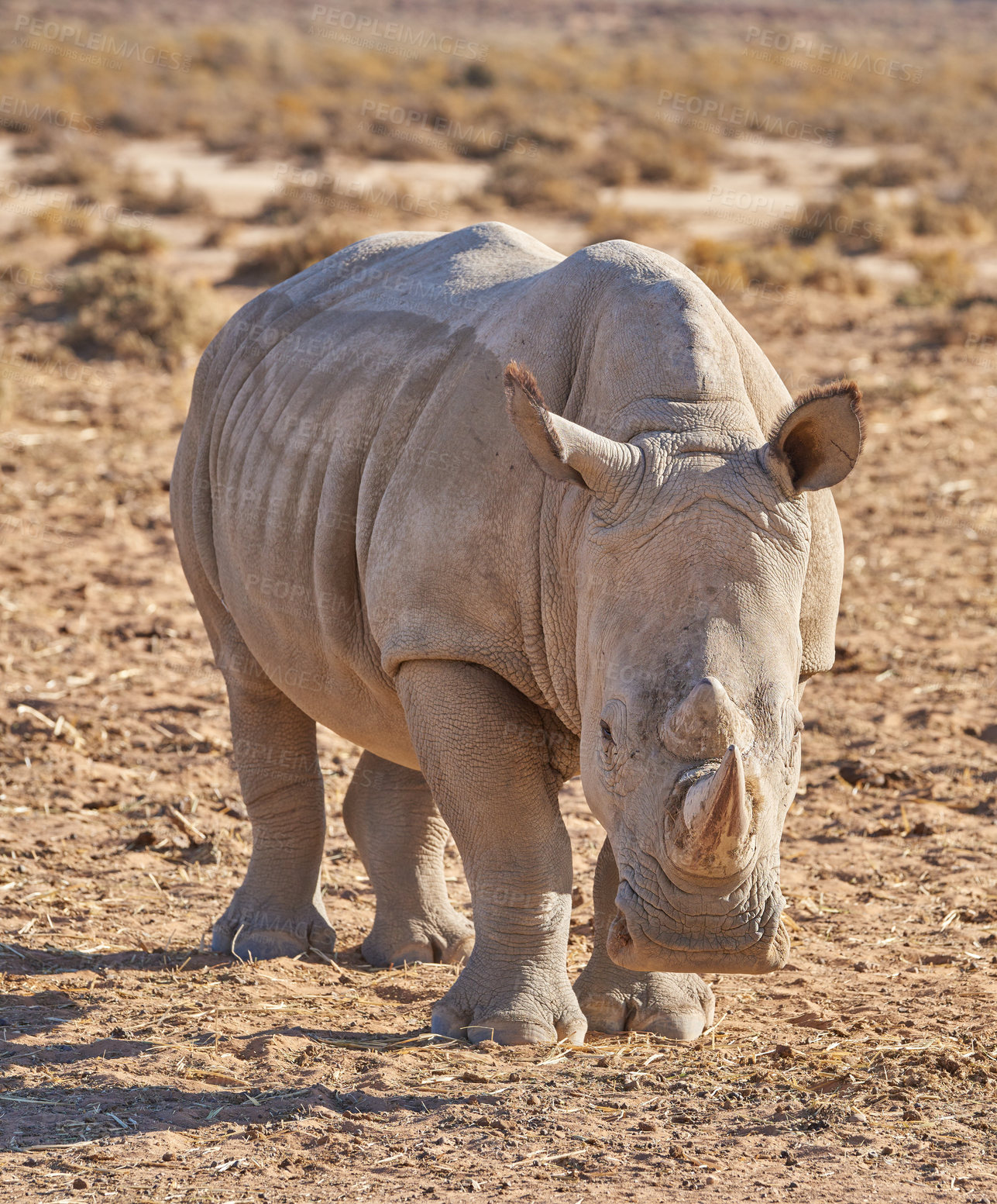 Buy stock photo Conservation, endangered and rhino at safari in habitat of African nature for ecology or sustainability. Animal, environment and rhinoceros outdoor on ground for indigenous or natural wildlife