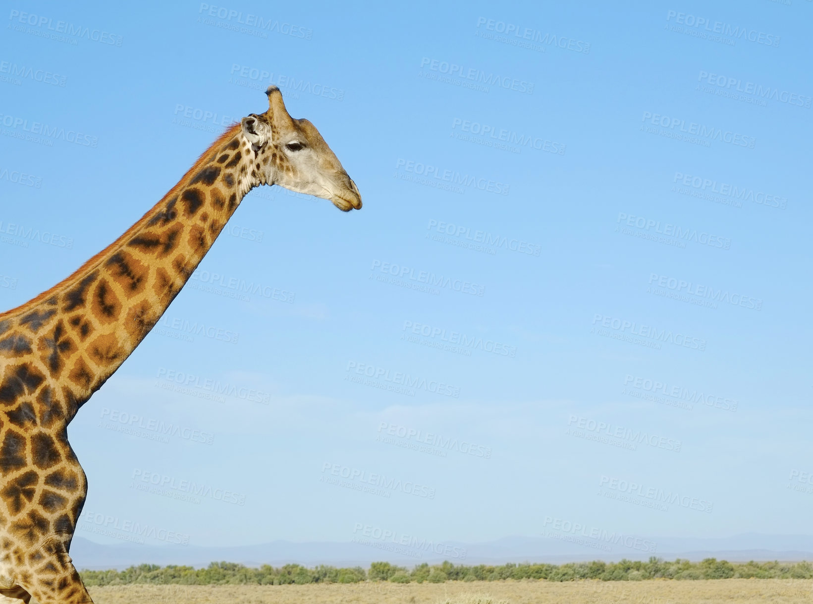 Buy stock photo Giraffe, wildlife and blue sky in Africa for nature, landscape or bush with plants, field and environment. Indigenous animal, outdoor and grass in tropical summer location for Serengeti National Park
