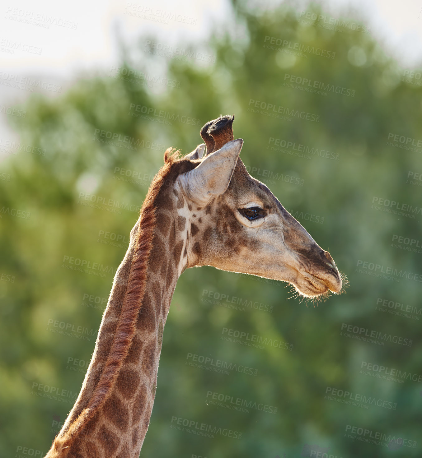 Buy stock photo Giraffe, wildlife and green tree in Africa for nature, landscape or bush with plants, field and environment. Indigenous animal, outdoor and tropical summer location for Serengeti National Park