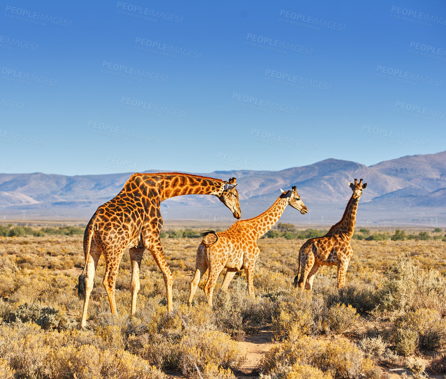 Buy stock photo Giraffes, wildlife and blue sky in Africa for nature, landscape or bush with plants, field and environment. Indigenous animal, outdoor and grass with mountain in tropical for Serengeti National Park