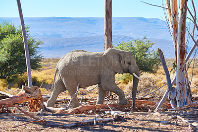 Buy stock photo Elephant, game and nature in Africa for conservation with animal in natural environment or habitat. Ecology, safari or wildlife and tree on landscape with fauna eating or grazing for sustainability