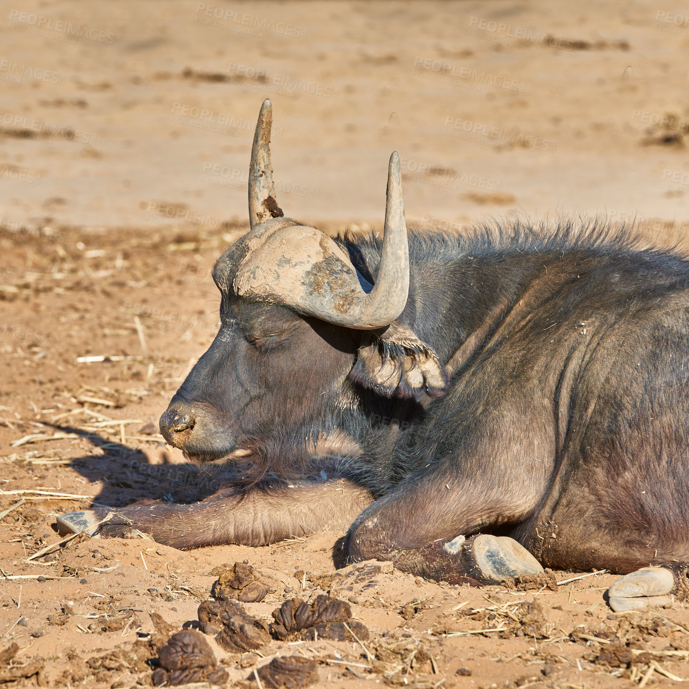 Buy stock photo Buffalo, nature and safari in Africa for conservation with animal in natural environment or habitat. Bison, game or wildlife and landscape ground with indigenous fauna outdoor for sustainability