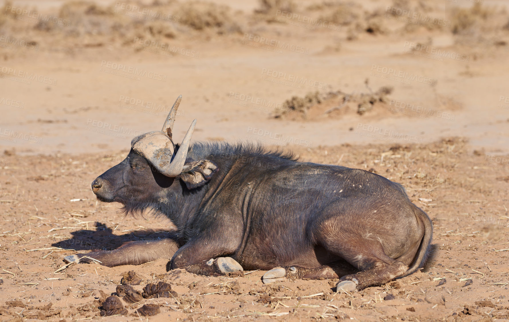 Buy stock photo Wildlife, buffalo or game in natural habitat relaxing on landscape for safari, expedition or travel in Africa. Animal reserve, calm and indigenous ox in sunshine for adventure and conservation